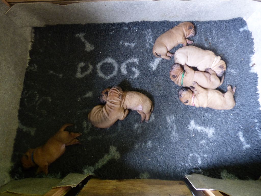 chiot Shar Pei Des Gardiens Des Plis